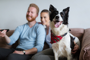 Boulder Veterinarian